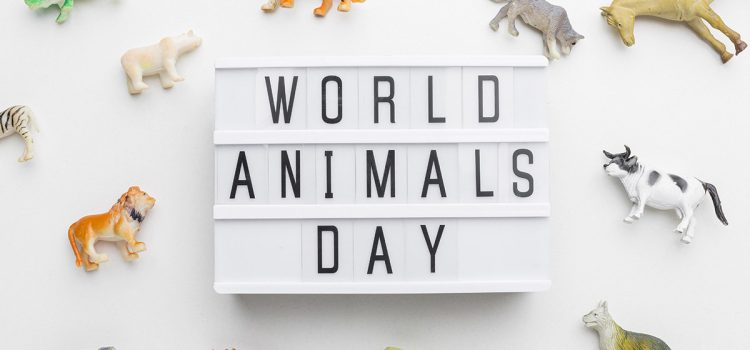 animal day
