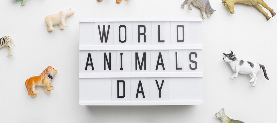 animal day